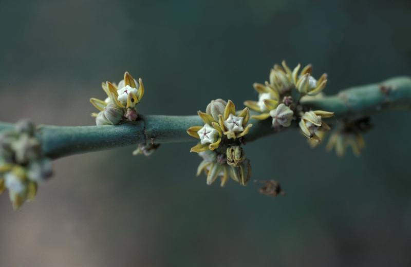 File:APOCYNACEAE-ASCLEP., CYNANCHUM PERRIERI Choux, Lucile 37.jpg (23973207696).jpg