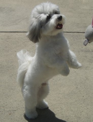 File:A Coton de Tulear dog.jpg