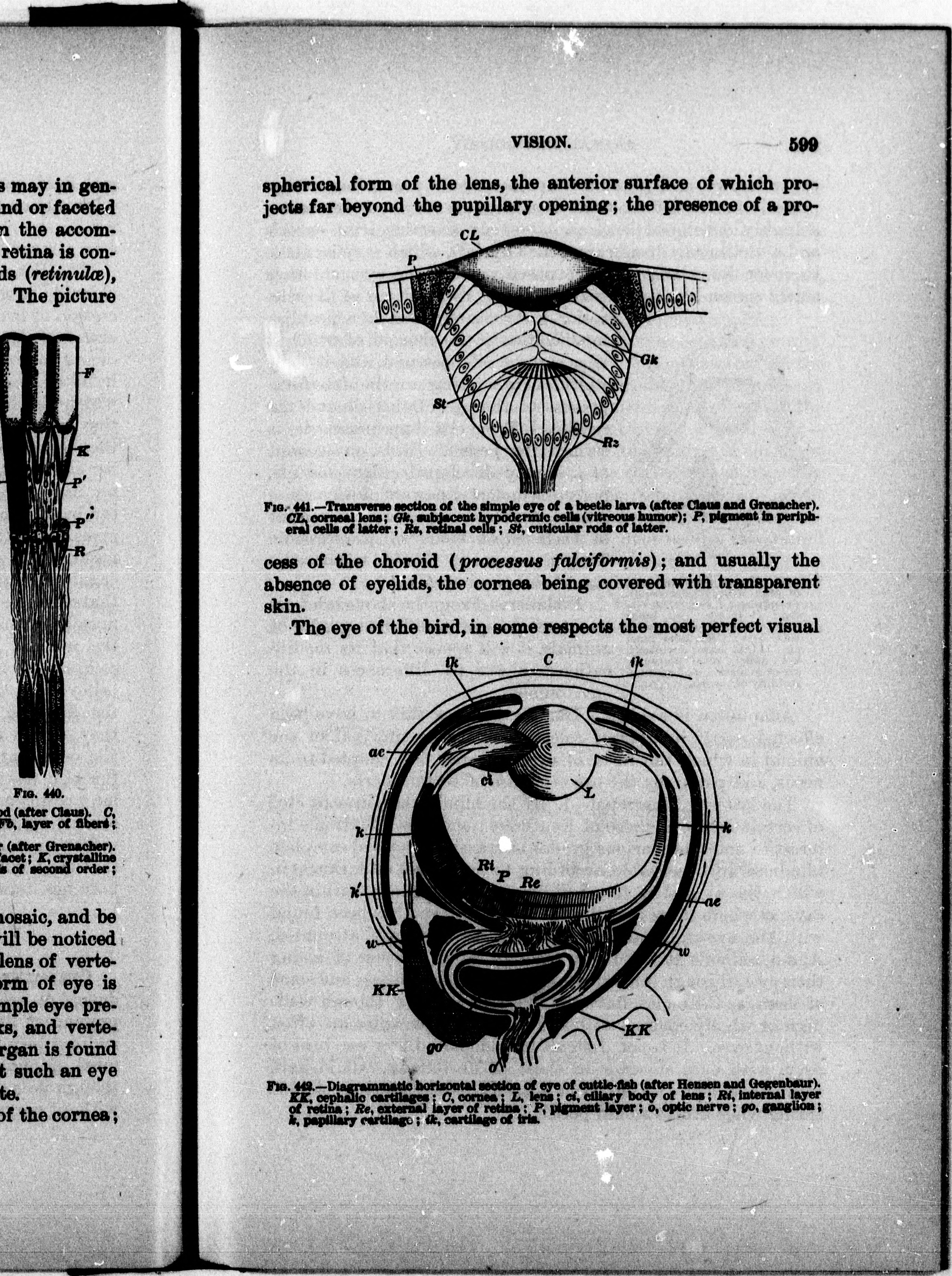 A text-book of animal physiology, with introductory chapters on general  biology and a full treatment of reproduction  Physiology, Comparative.  Fio. 117.—Head of cbick of fourth day, viewed from below as