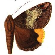 <i>Achaea poliopasta</i> Species of moth