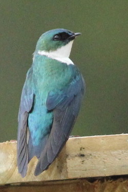 File:Adult Hispaniolan Golden Swallow perched on artificial nest-box (cropped).jpg