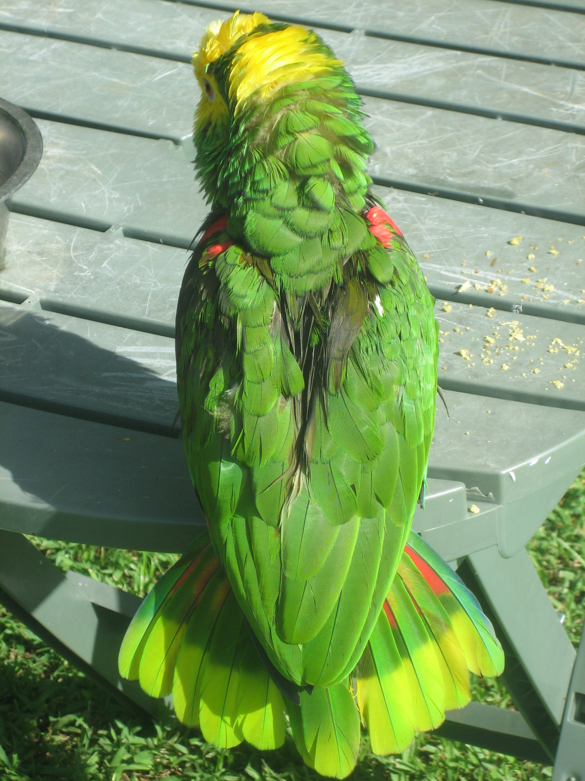 yellow headed amazon flying