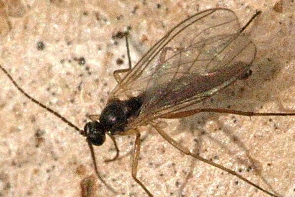 File:Aphidoletes.aphidomyza.possibly.2.jpg