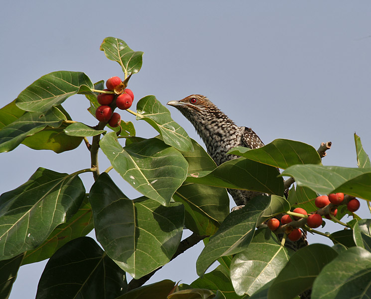 File:Asian Koel (Eudynamys scolopacea)- Female looking for ripe Banyan tree (Ficus benghalensis) figs in Secunderabad W IMG 6636.jpg