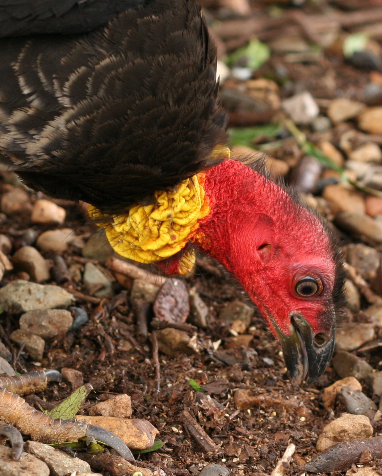 Australian Brush-turkey head.jpg