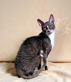 Cornish Rex Breed of cat