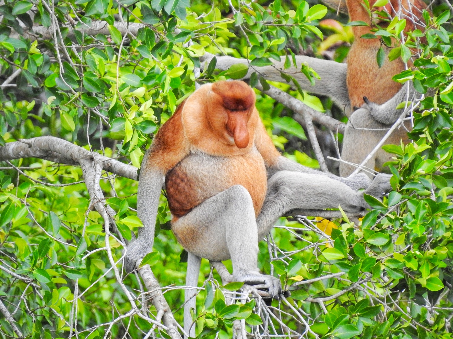 Носатая обезьяна Long-nosed monkey