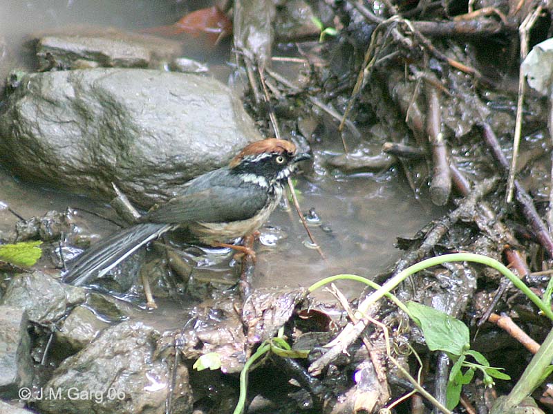 File:Black throated Tit- Bathing I2 IMG 2984.jpg