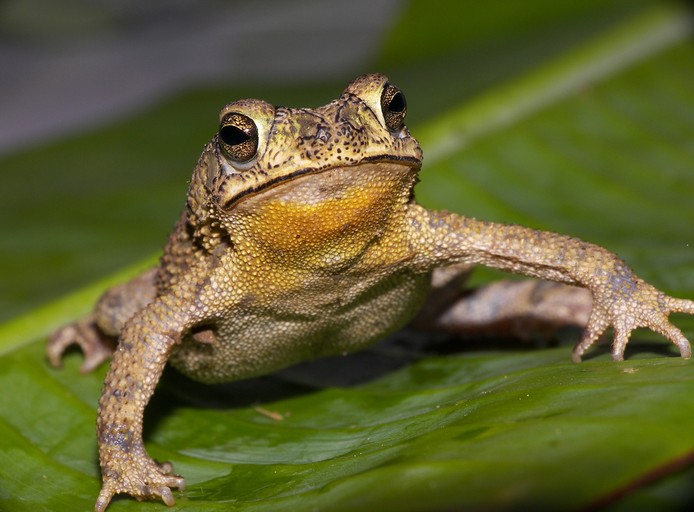 File:Bufo granulosus01b.jpg