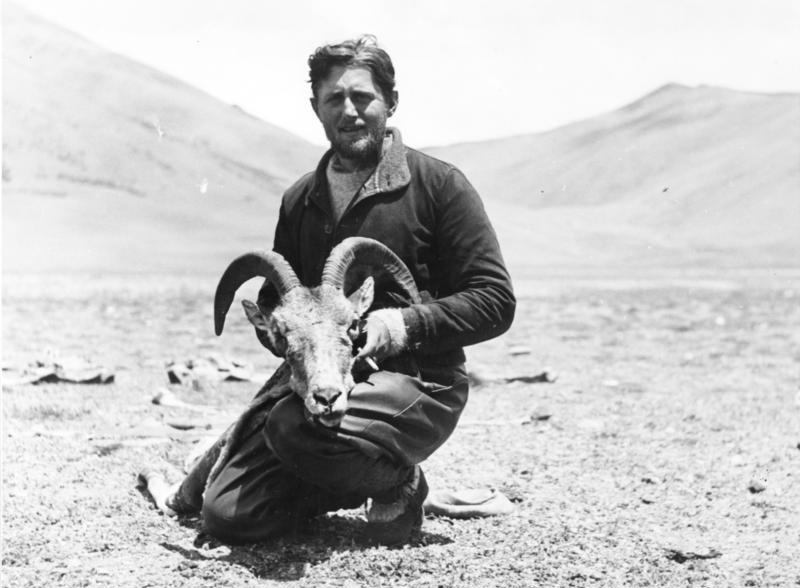 File:Bundesarchiv Bild 135-KB-17-040, Tibetexpedition, Geer mit Argali.jpg