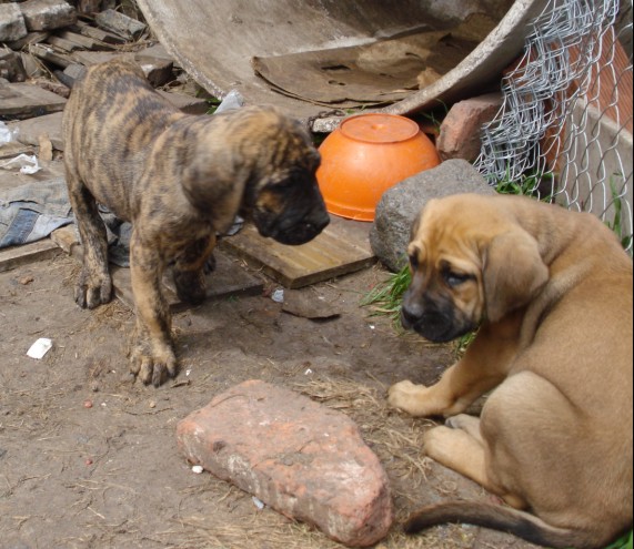 File:Cachorros 1.jpg