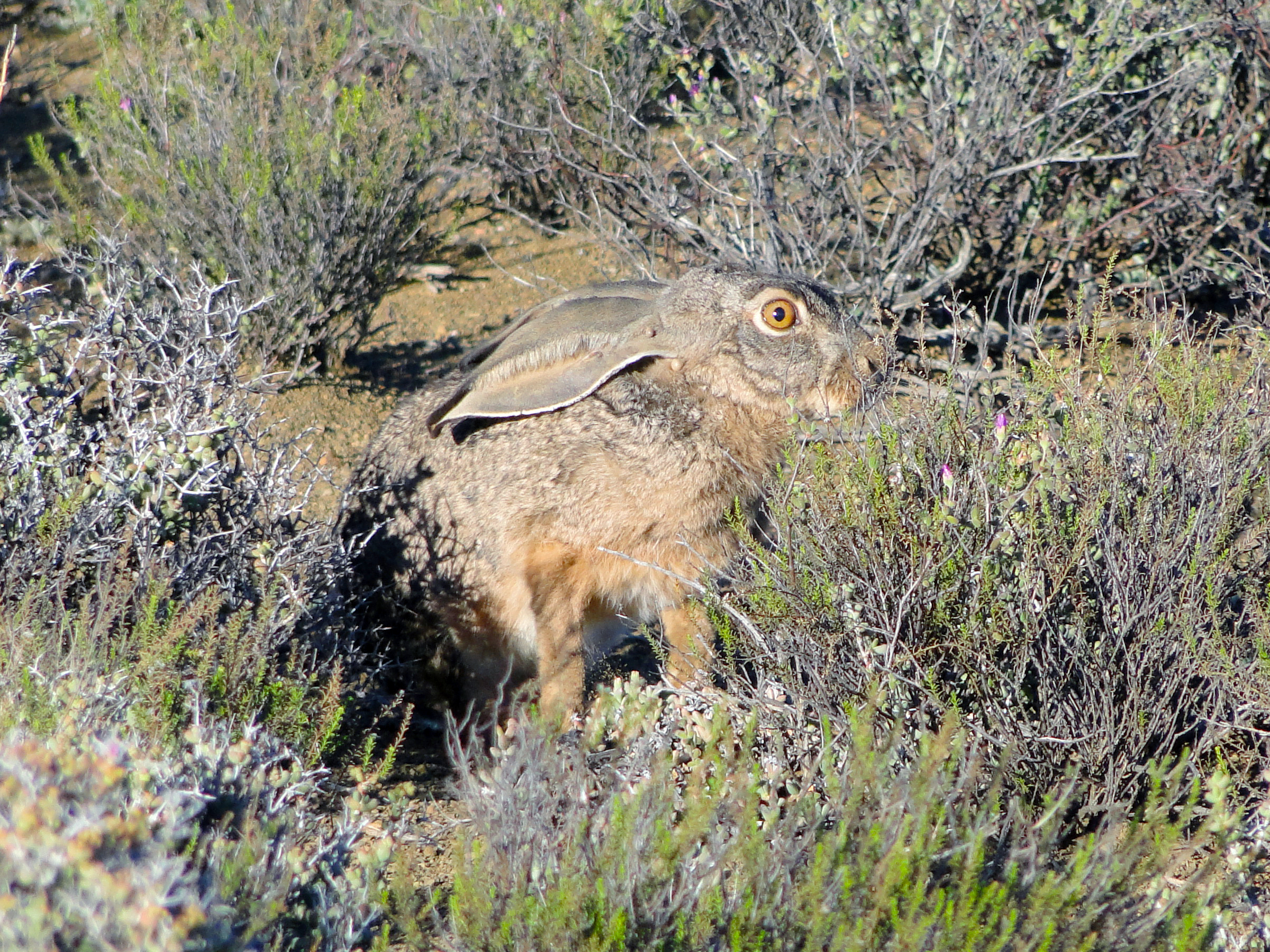 ケープノウサギ Wikipedia