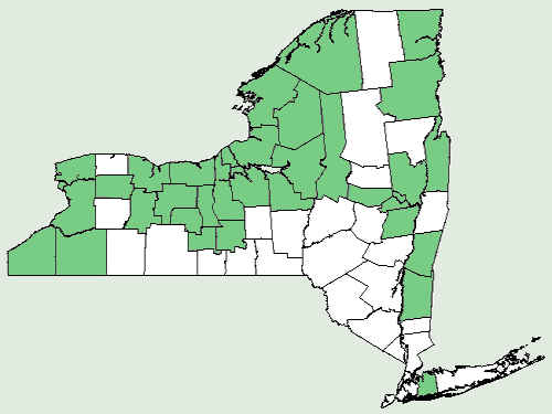 File:Carex aurea NY-dist-map.png