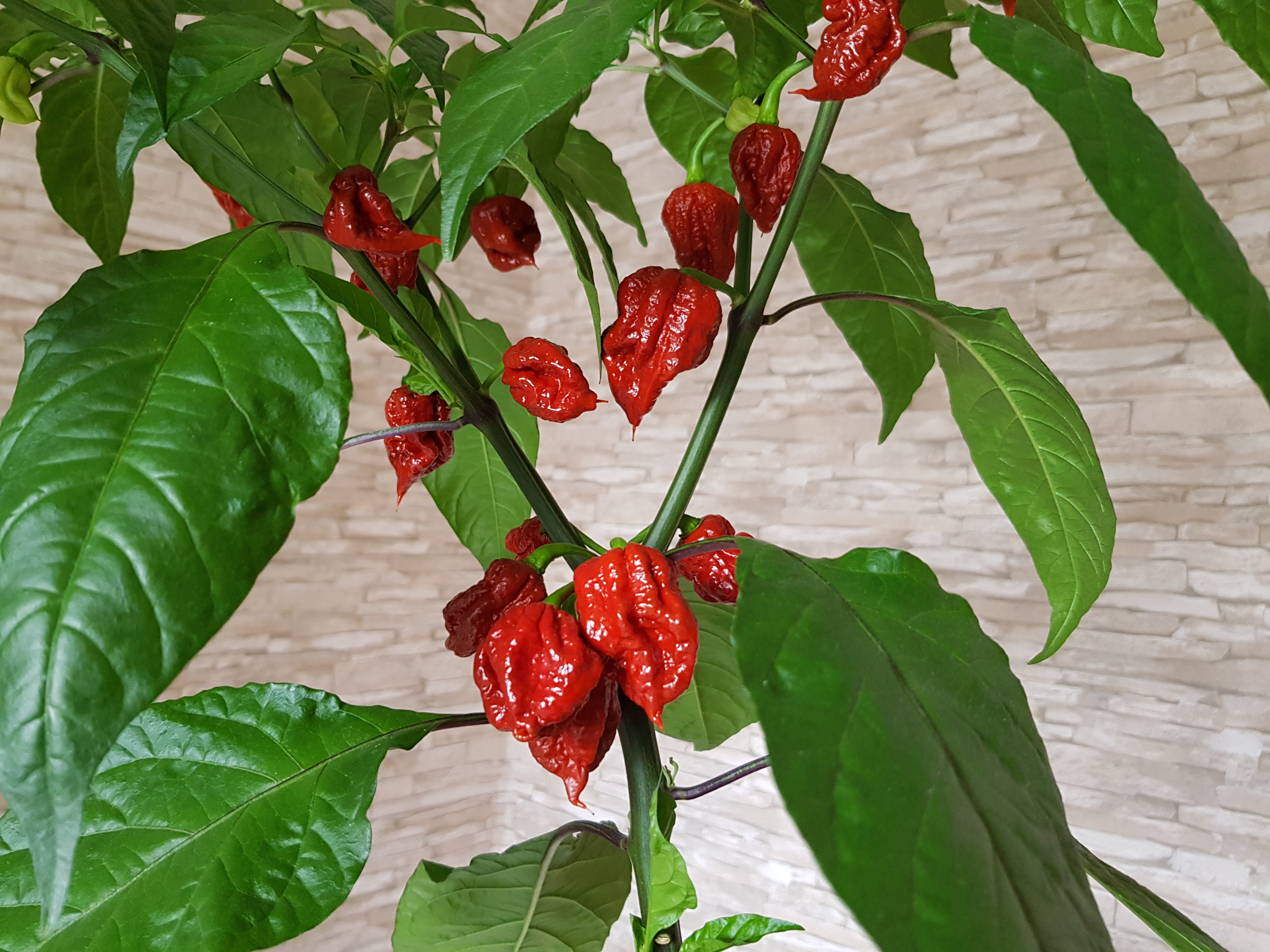 Самый острый перец по книге рекордов. Carolina Reaper-Каролинский Жнец. Перец Carolina Reaper.