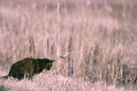 File:Catstalkprey1.jpg