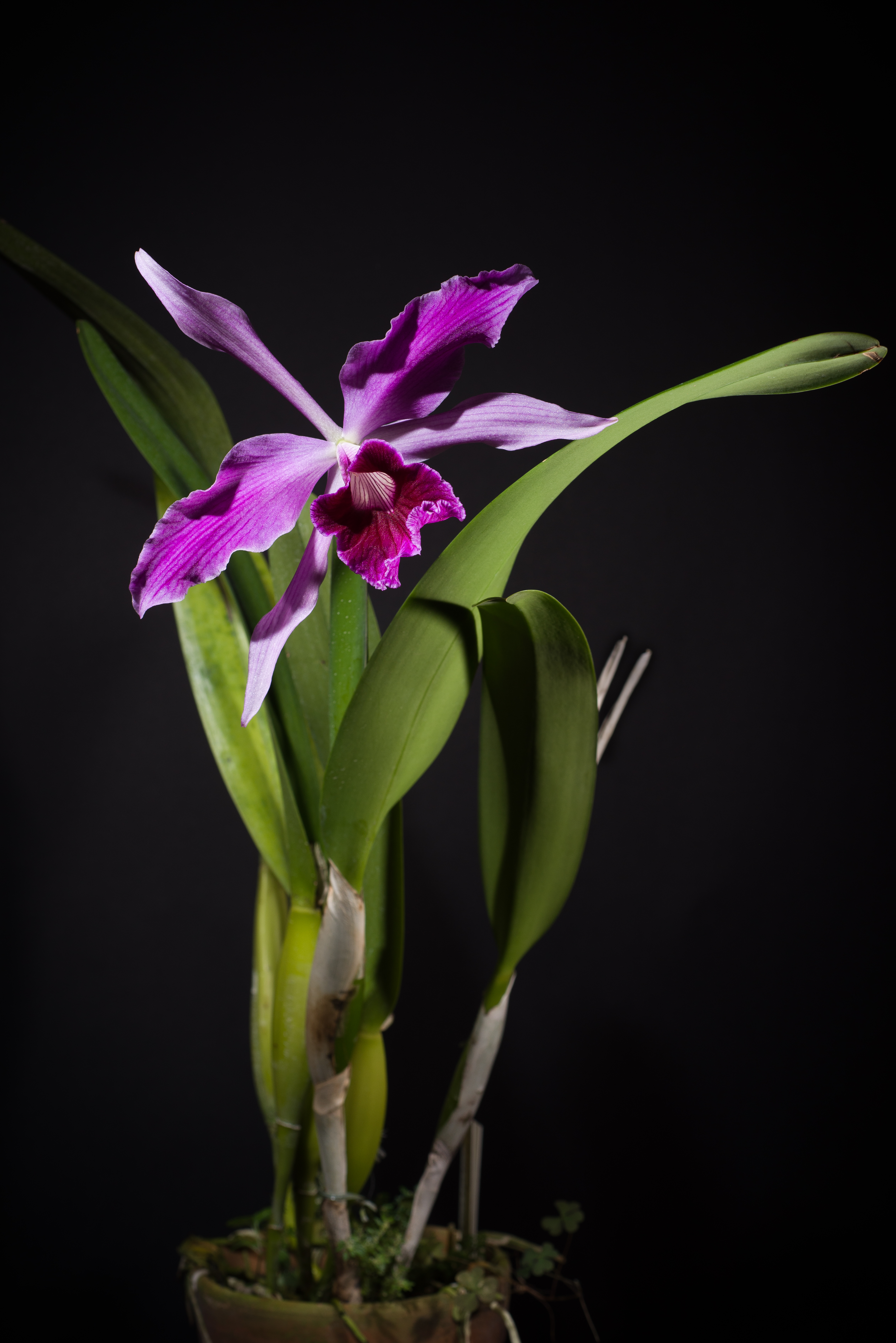 File:Cattleya purpurata fma. sanguinea 'Mentz' (Lindl. & Paxton