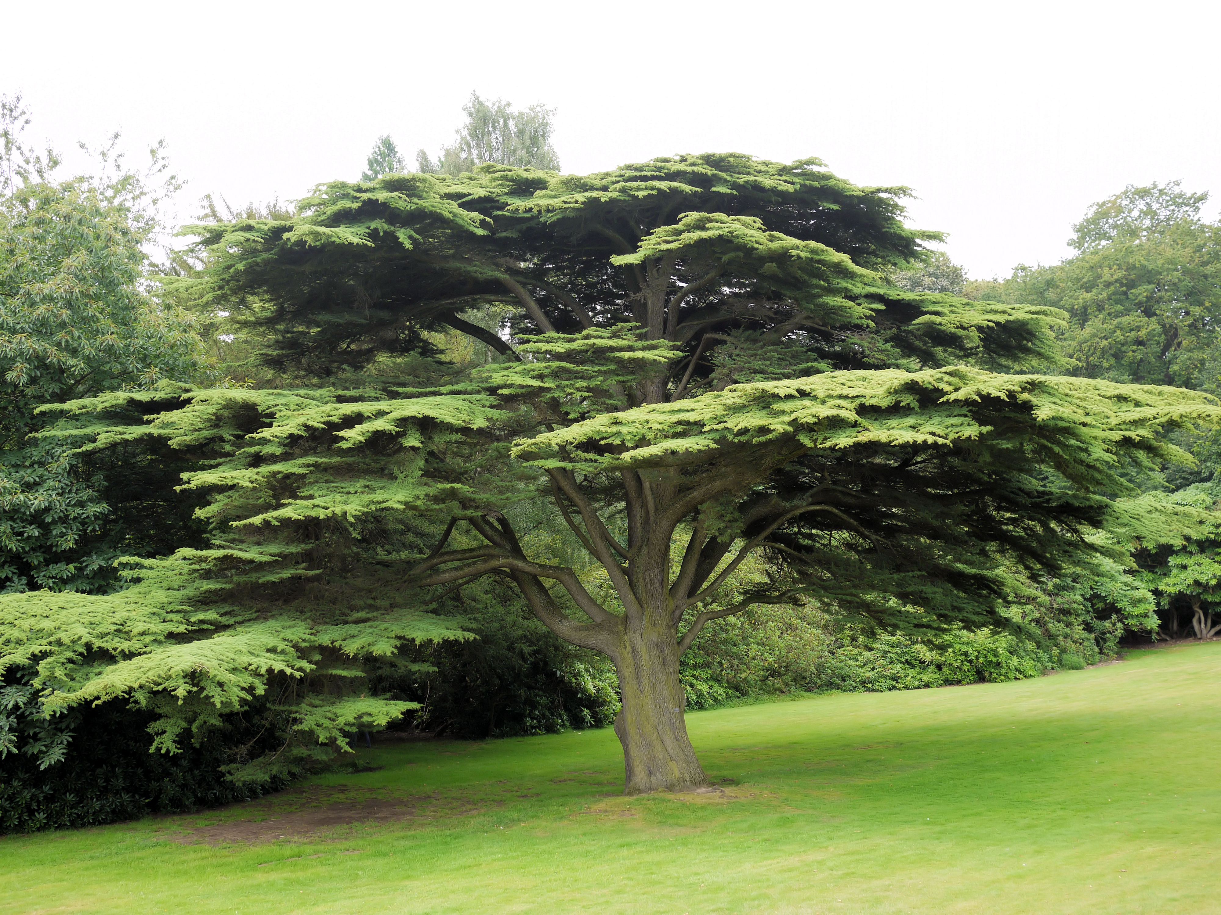 Картас фото. Кедр ливанский Cedrus libani. Кедр ливанский Глаука. Кедр ливанский Пендула. Кедр лива́нский (Cedrus libani).