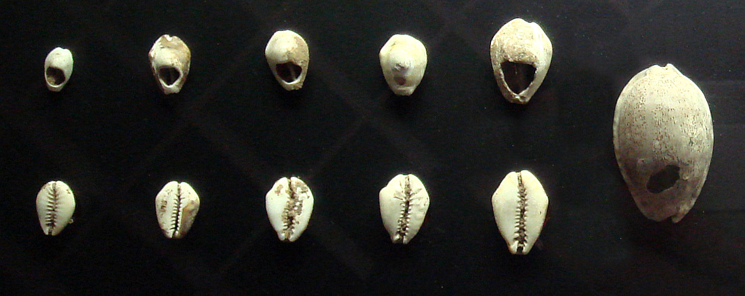 Cowrie shells at the British Museum: one of the oldest forms of money