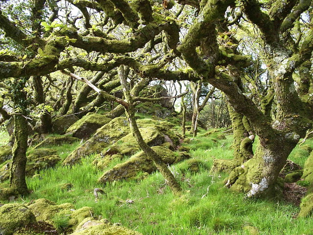 Tŷ Canol National Nature Reserve