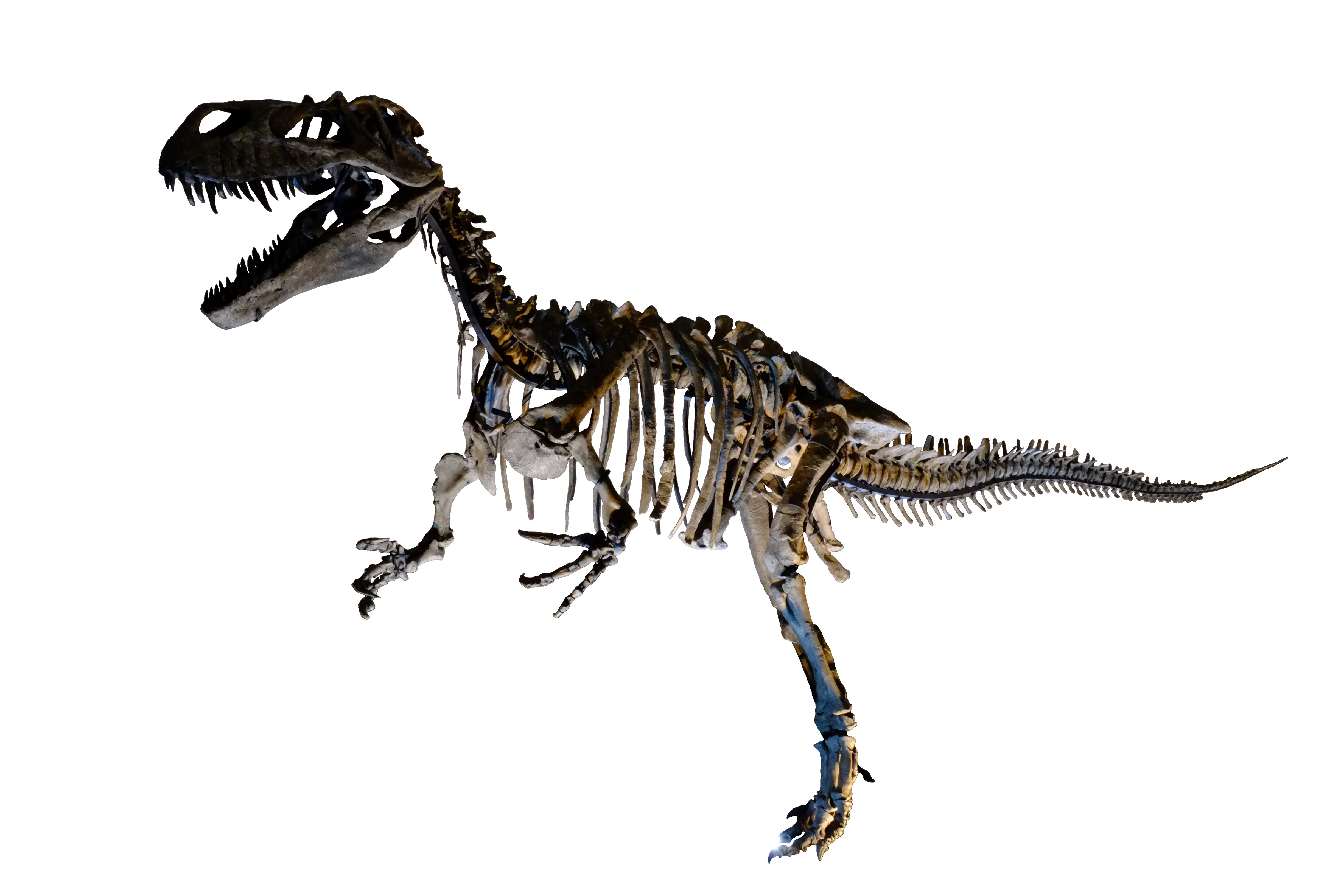 File:Complete skeleton of Torvosaurus white  - Wikimedia  Commons