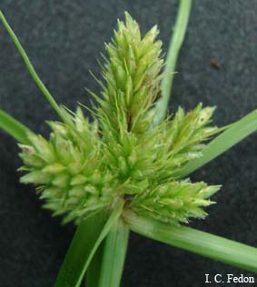 File:Cyperus aggregatus JBC.jpg