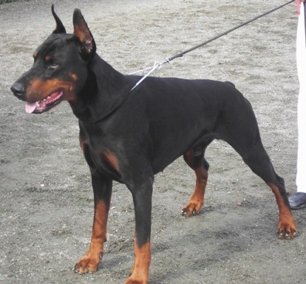 File:Dobermann - Adult male.jpg