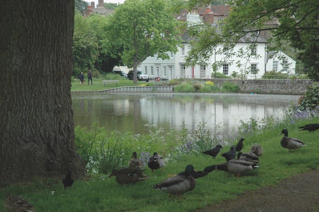 File:Ducks and Jackdaws feeding together at Midhurst pond. - geograph.org.uk - 180461.jpg