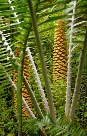 File:Encephalartos Villosus Male Cone in Teplice Botanical Garden.jpg