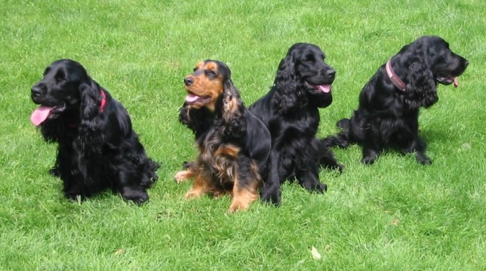 English-Cocker-Spaniel