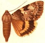 <i>Catocala intacta</i> Species of moth