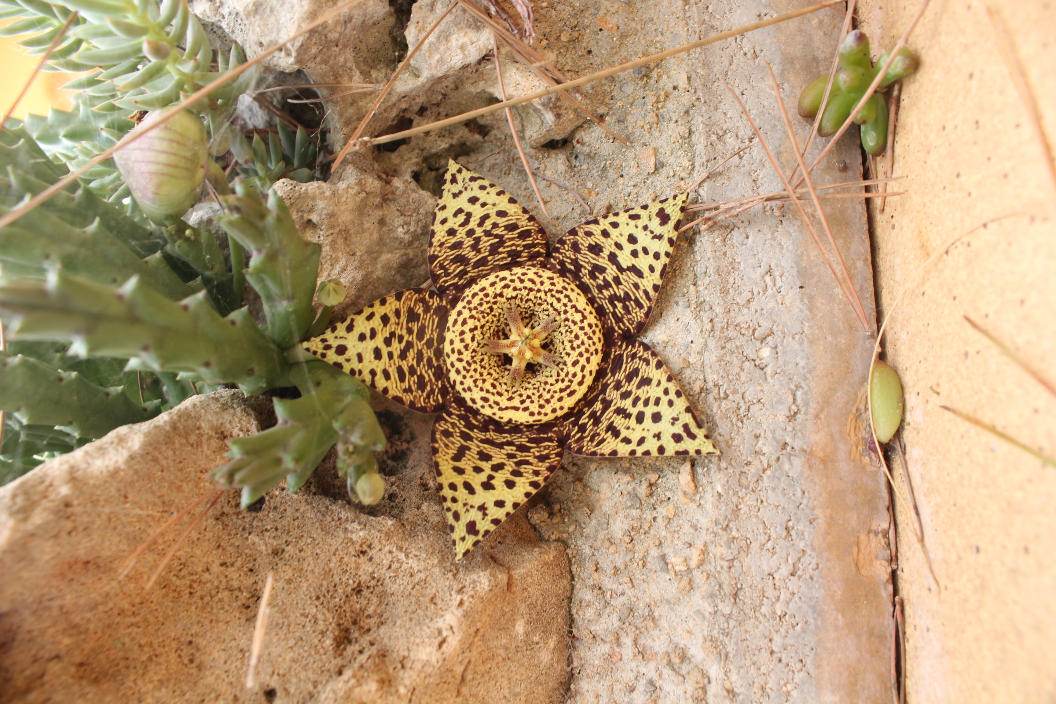 File:Flor de cactus amb forma d'estrella.JPG - Wikimedia Commons