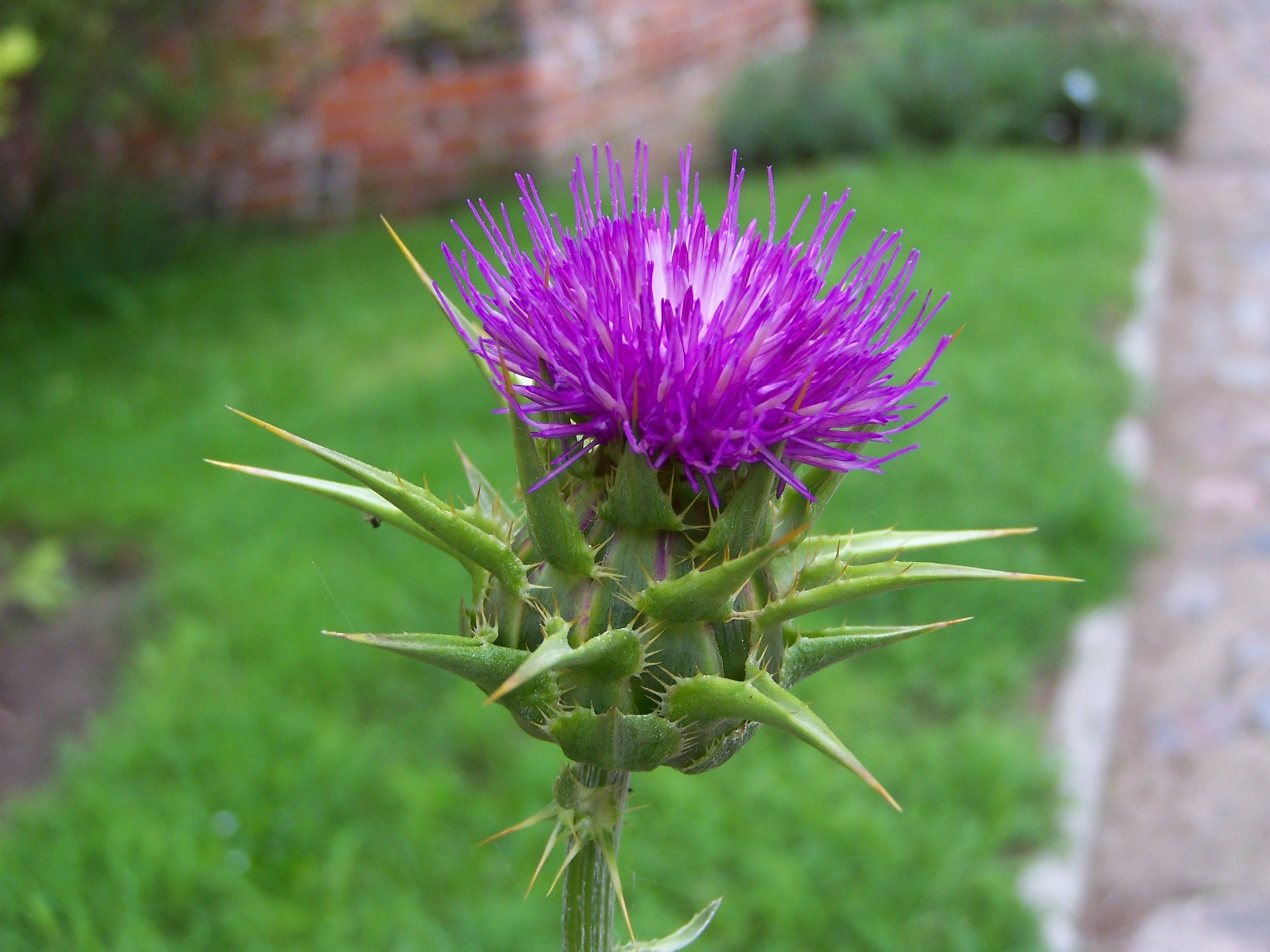 File:Frombork - Milk thistle flowerhead.JPG - Wikimedia Commons