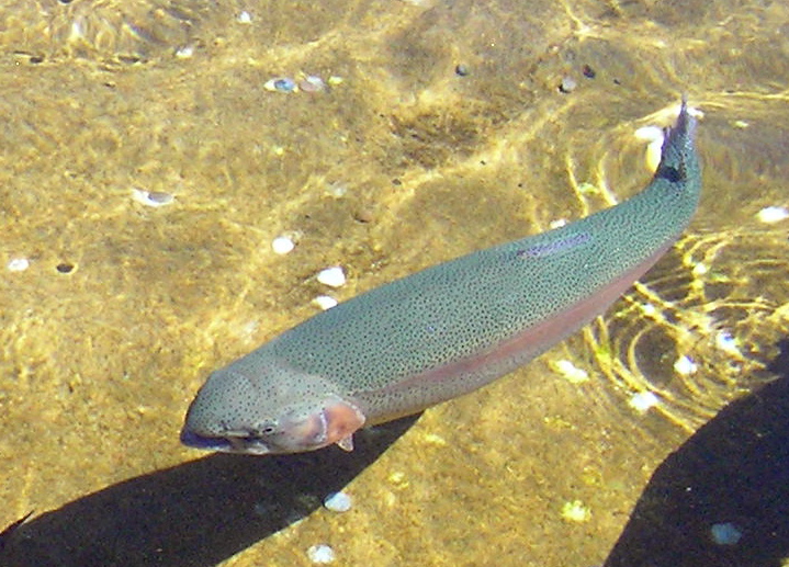 File:Giant Springs Trout15.JPG