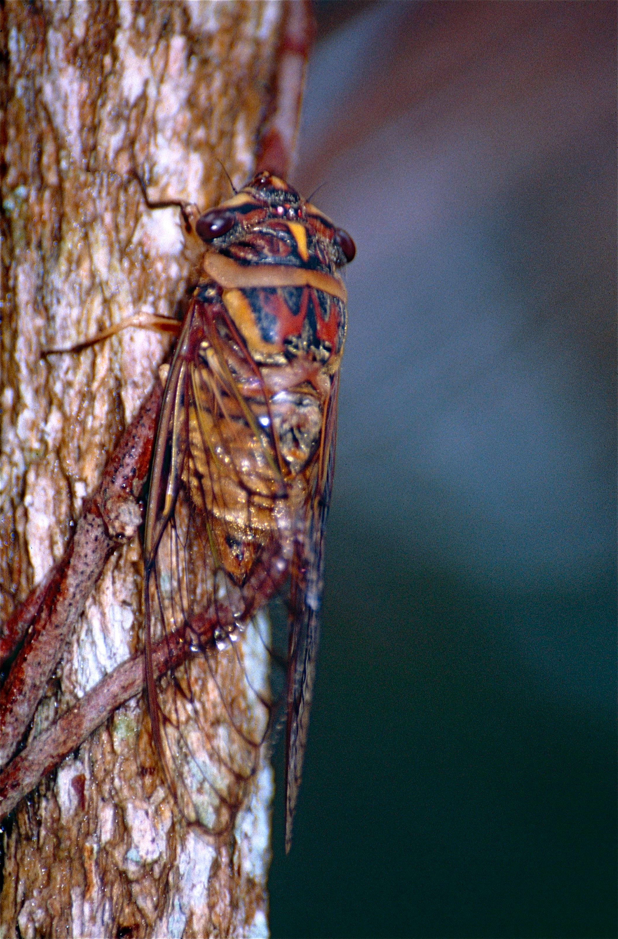 Golden Knight (Psaltoda flavescens) (9917206225).jpg