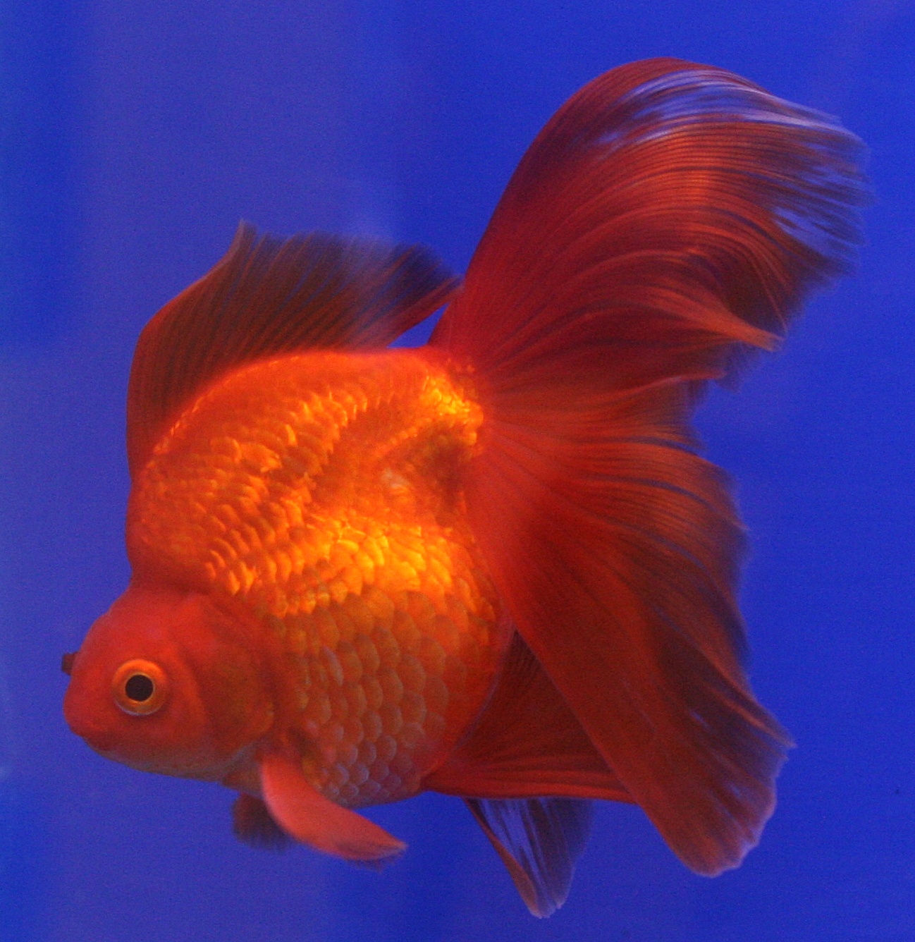 File Goldfish Ryukin jpg Wikipedia