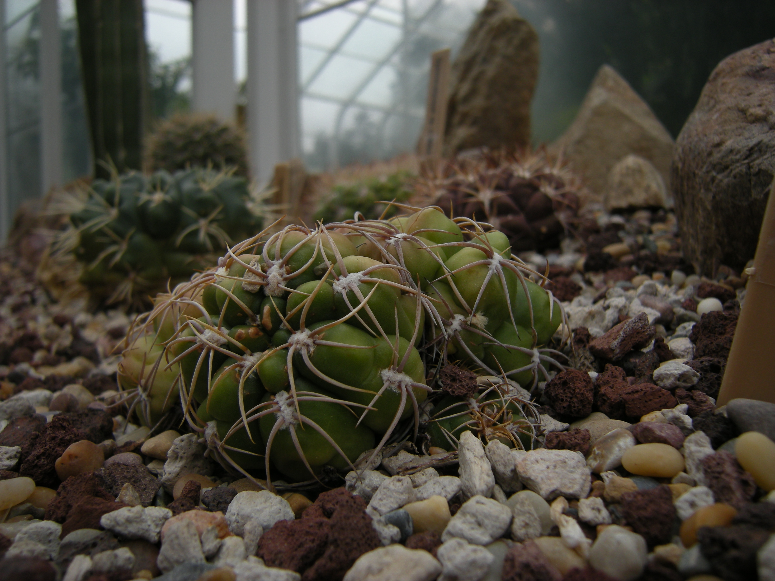 Gymnocalycium gaponii