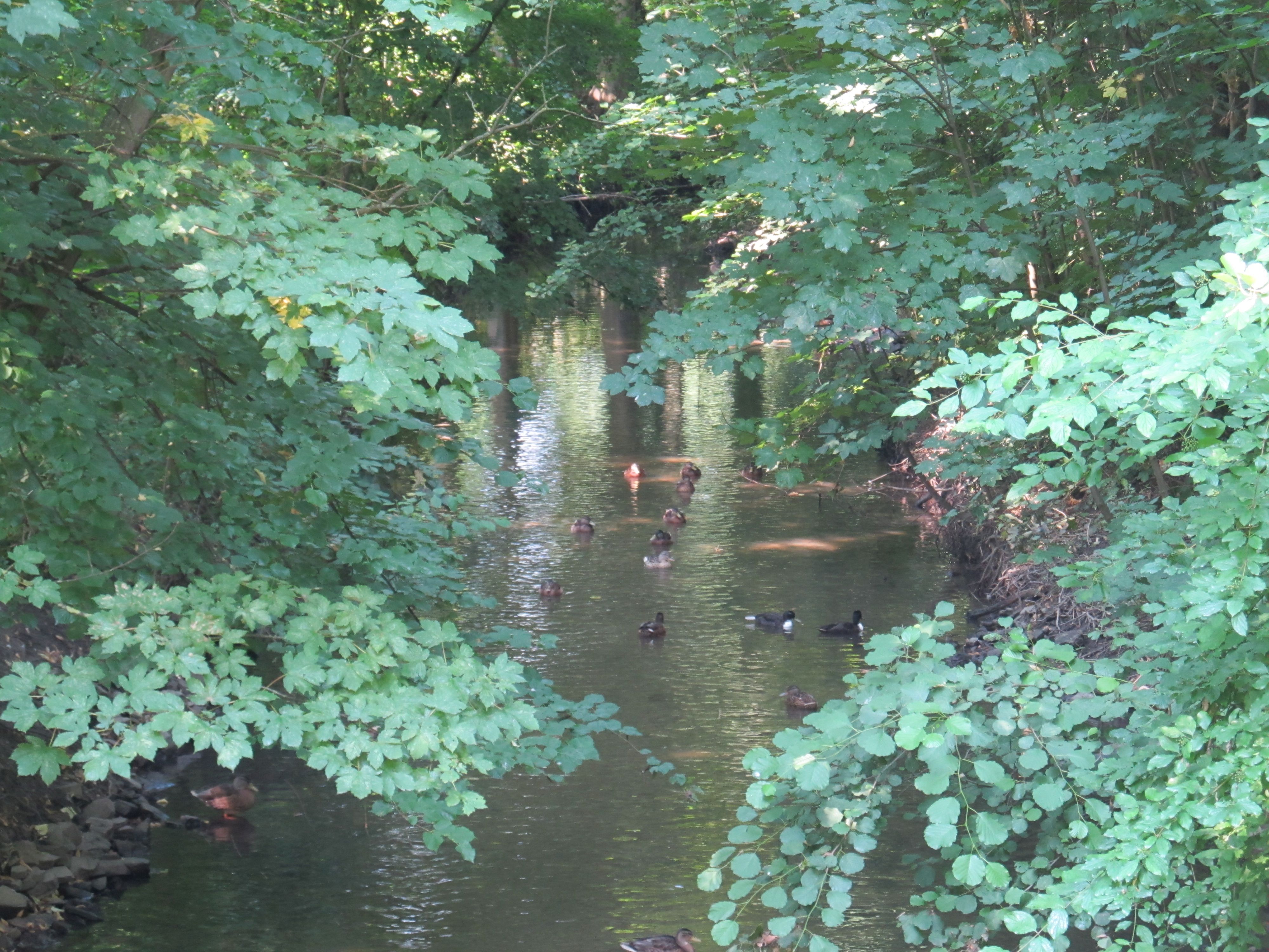 File Hase Fluss Haseuferweg Kloeckner Hase In Osnabruck Jpg Wikimedia Commons