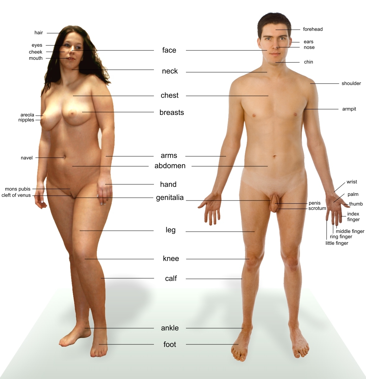 Naked woman anatomy