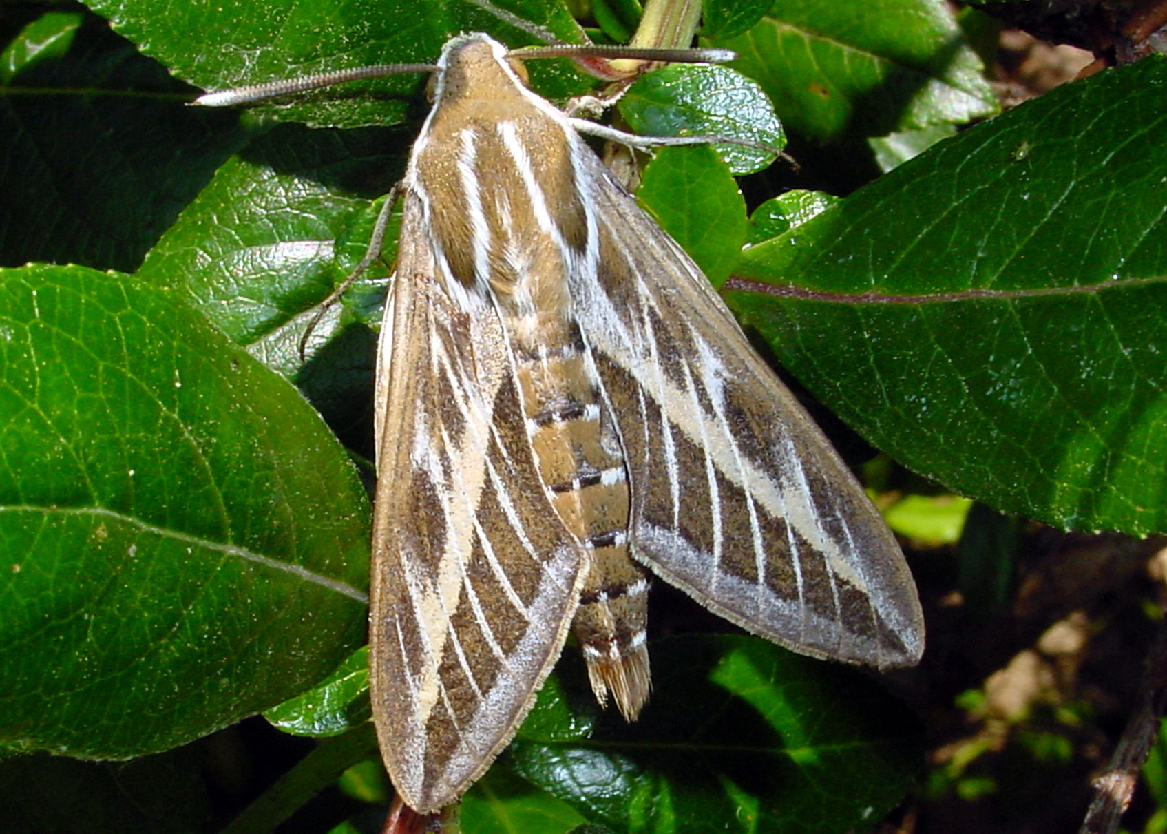 Striped hawk-moth: Hyles livornica - A birthday sphinx (Sphingidae) 