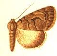 <i>Hypotacha</i> Genus of moths