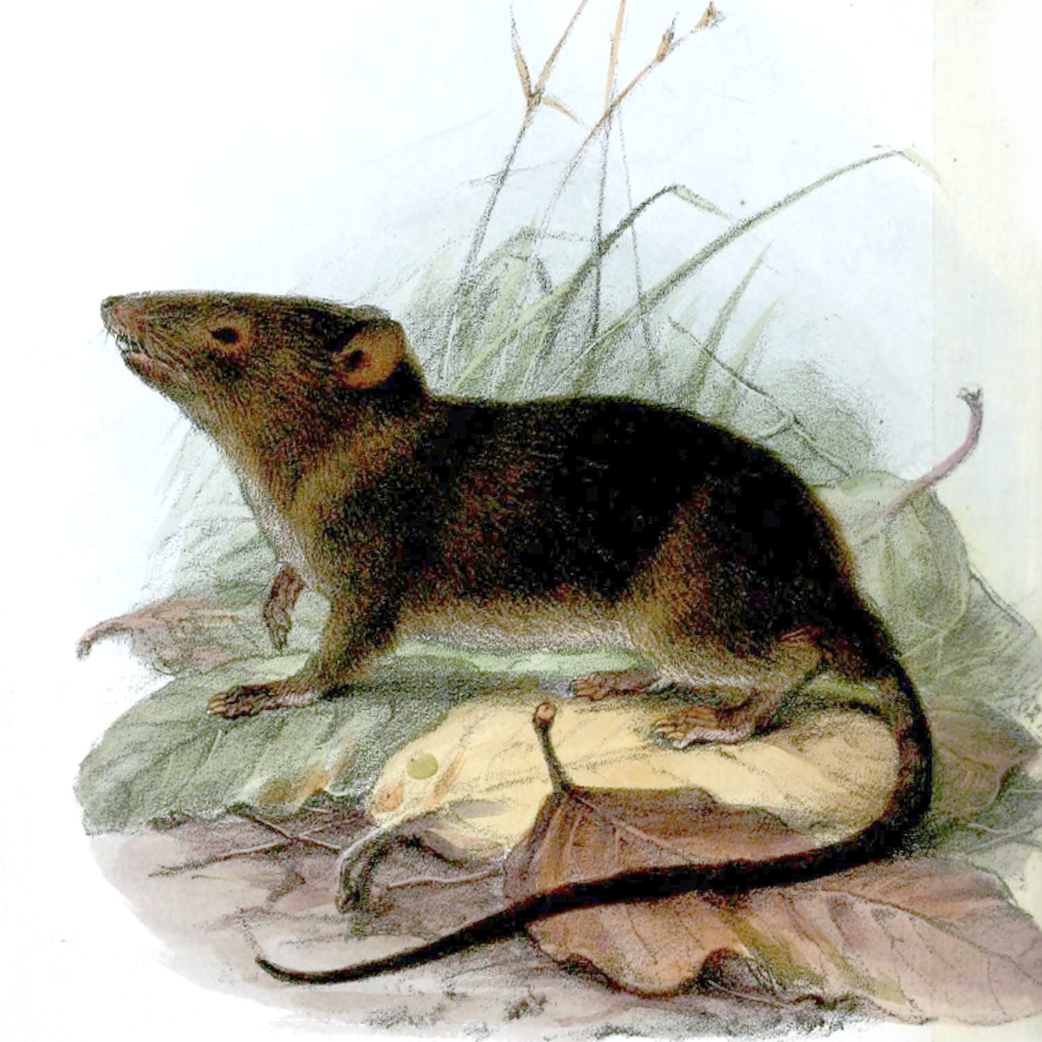 Зверек похожий на крысу. Ценолесты сумчатые. Отряд ценолесты (Paucituberculata). ЦЕНОЛЕСТОВЫЕ сумчатые млекопитающие. Ценолестов (Paucituberculata).