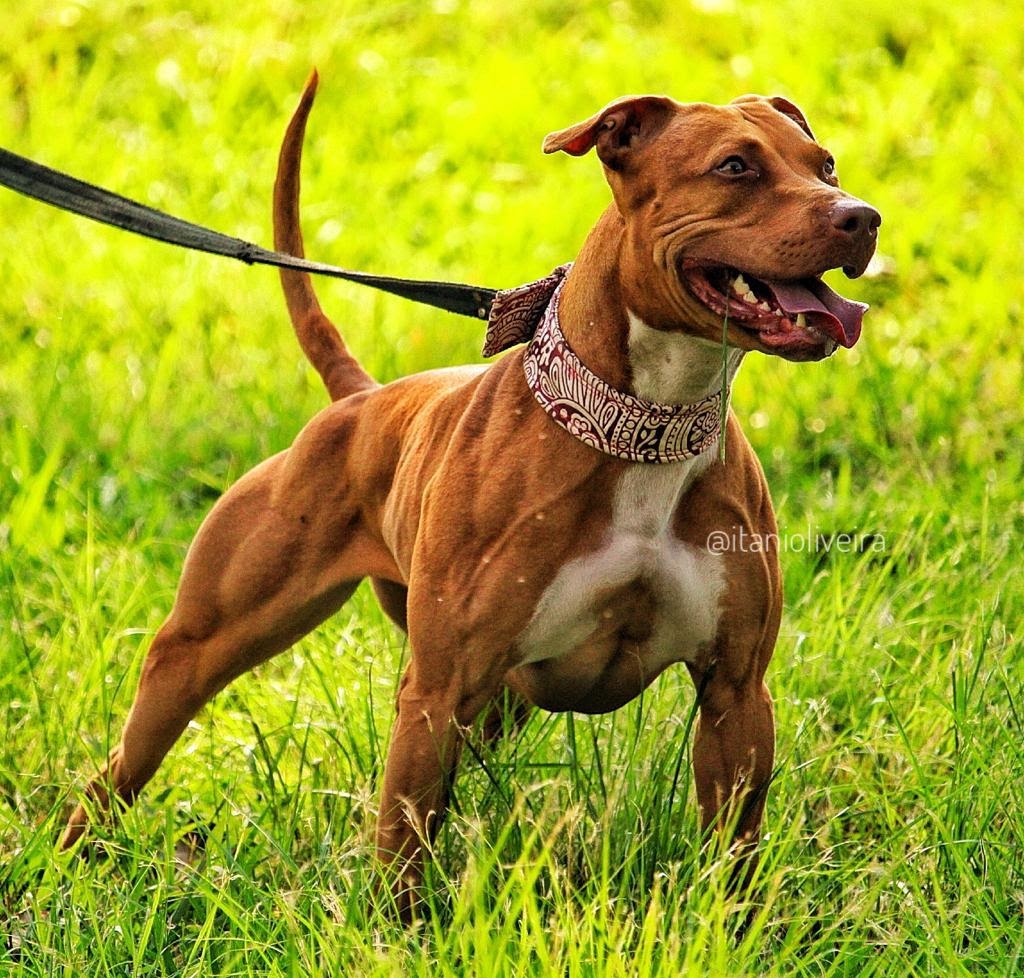 are pitbull terriers good with other dogs