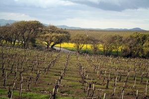 Vineyard in Livermore, California