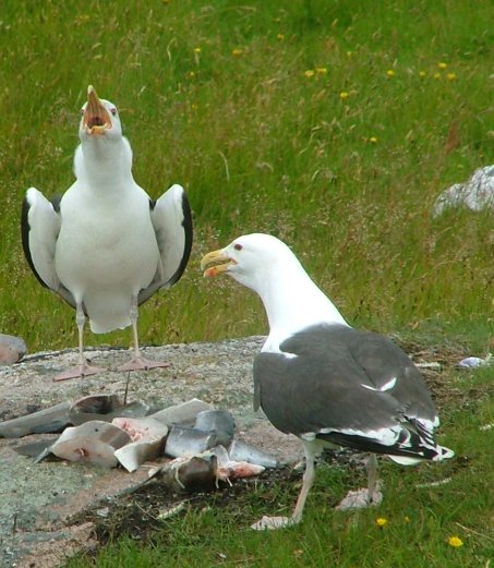 File:Larus marinus 2.jpg