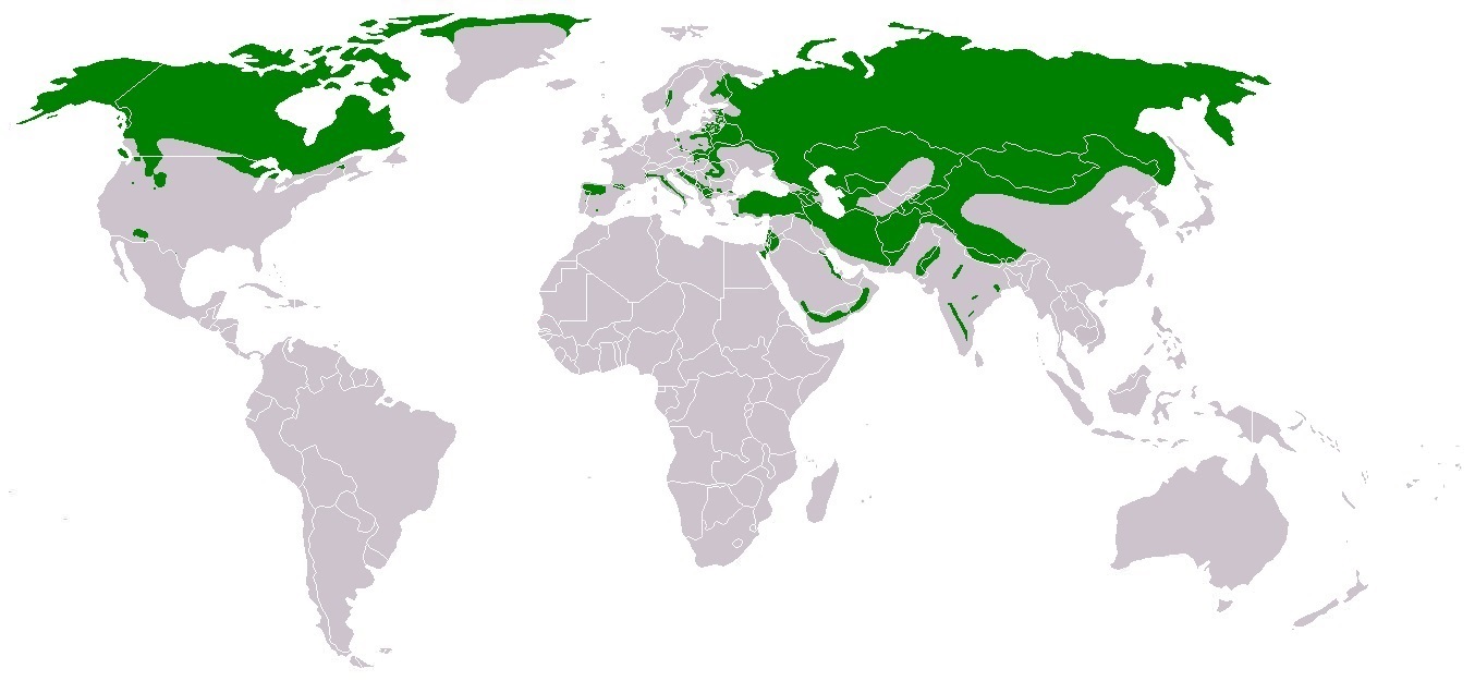 Карта распространения медведей