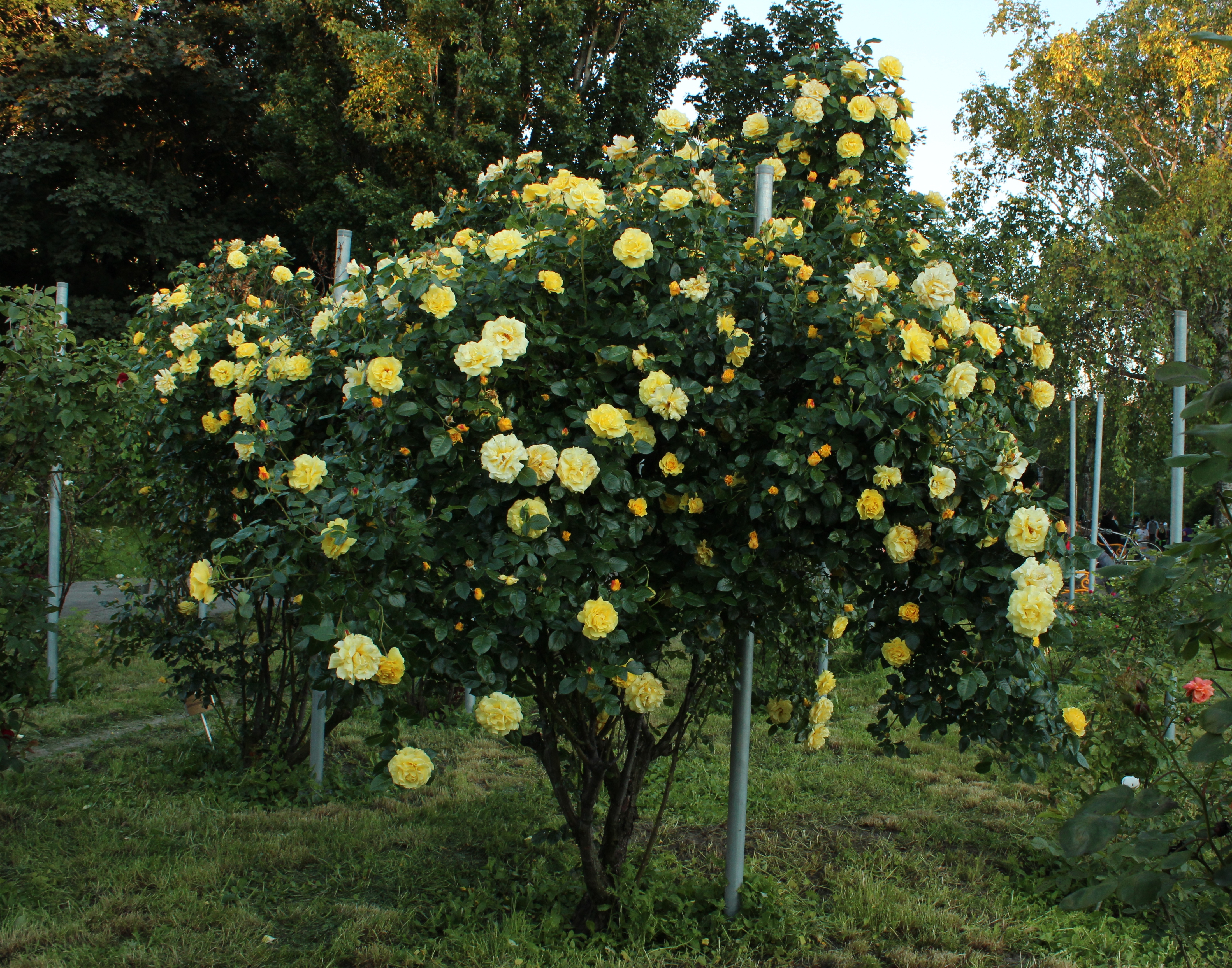 Роза шраб Лихткенигин Лючия