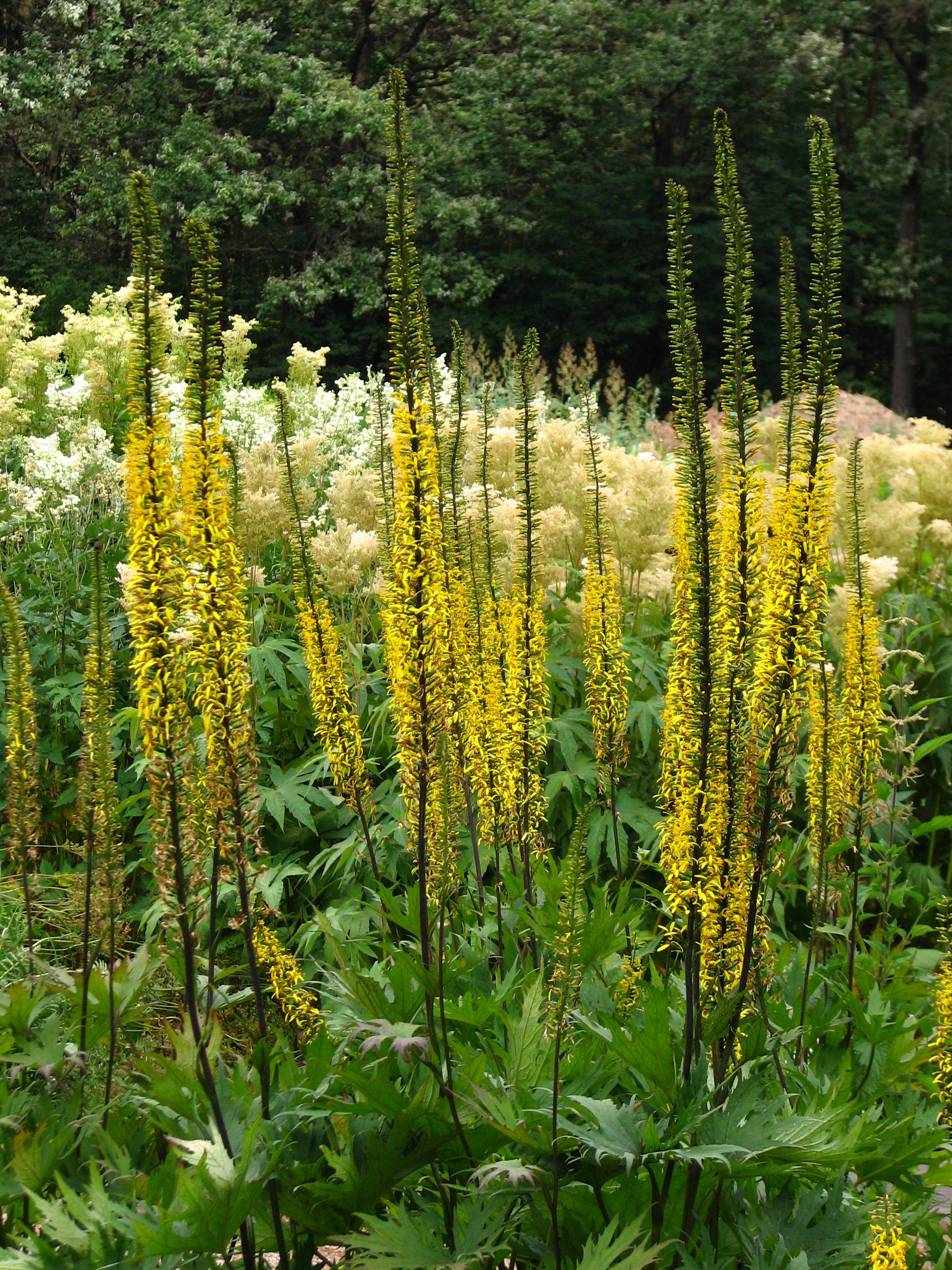 Бузульник. Бузульник Пржевальского Ligularia przewalskii. Бузульник бузульник Пржевальского. Бузульник лигулярия Пржевальского. Бущульнта прживальсеого.