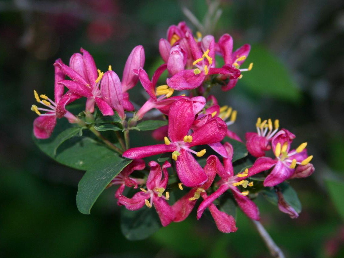 Https tatarica org. Lonicera tatarica 'Arnold Red'. Жимолость Татарская Arnold Red. Lonicera tatarica.