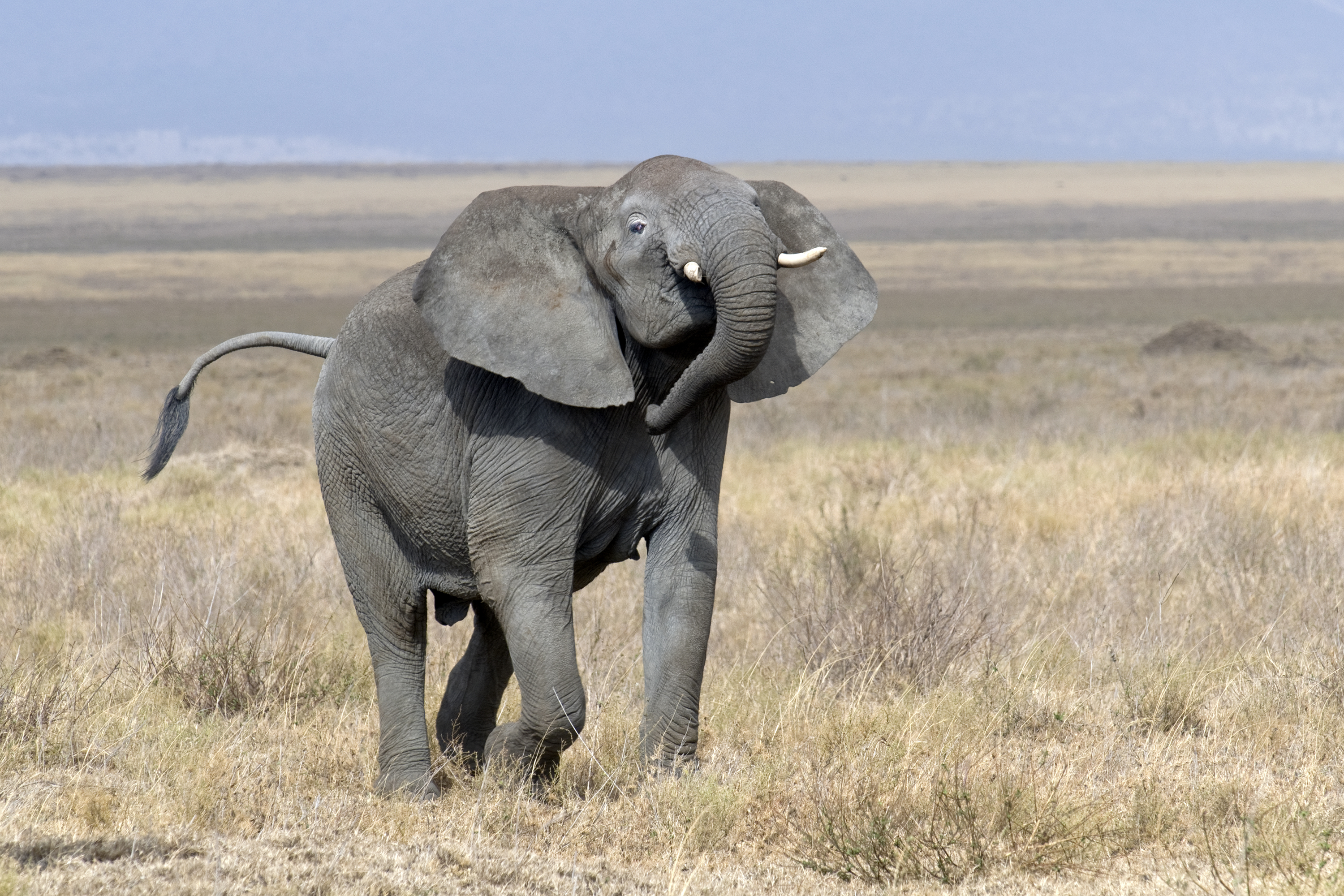 Травоядные. Растительноядные животные слон. Африканские слоны (Loxodonta). Слон травоядное животное. Травоядные животные Африки.