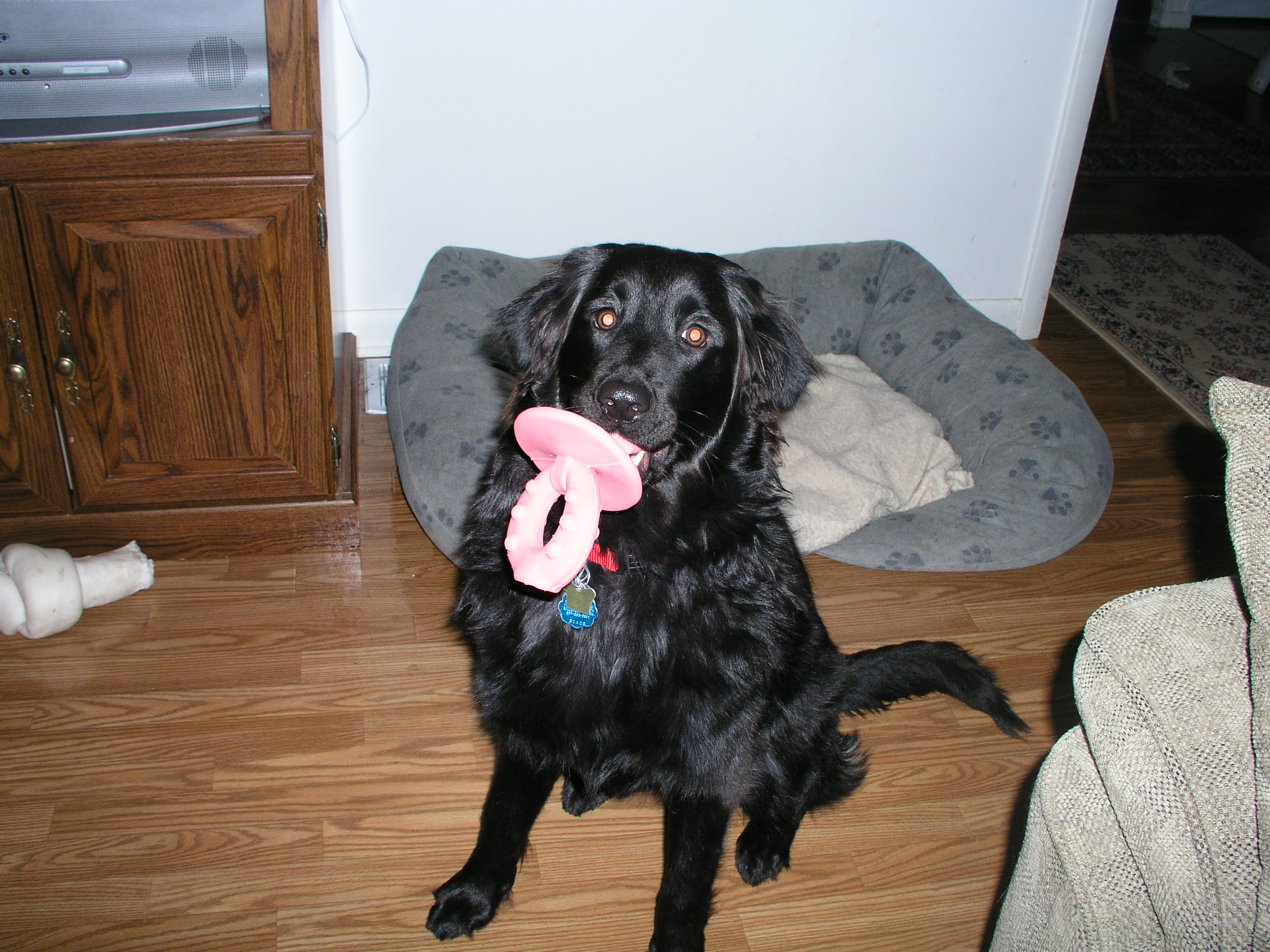 squeaky dog pacifier